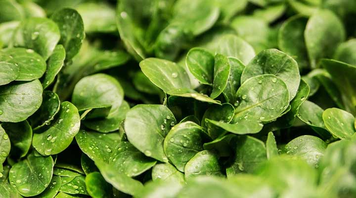 food to boost brain before exam