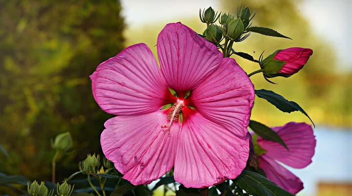 control hair fall using Hibiscus